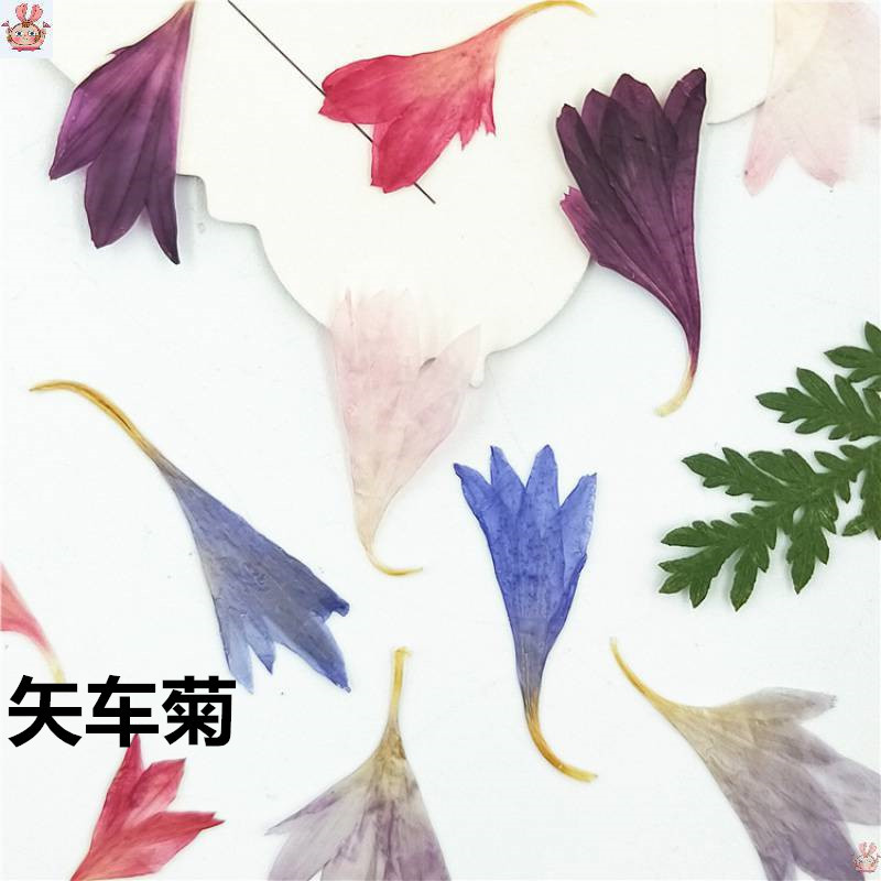 20 Plant Specimens, Cornflower – Resin Art Sticker recenzja i cena