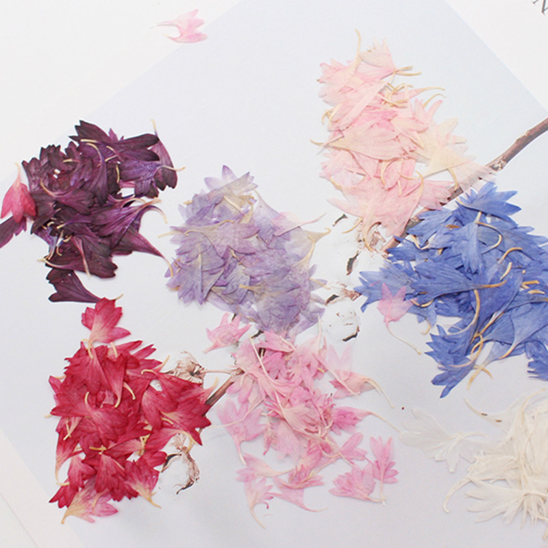 20 Plant Specimens, Cornflower – Resin Art Sticker recenzja i cena